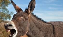 驴系青年娱乐吃瓜酱